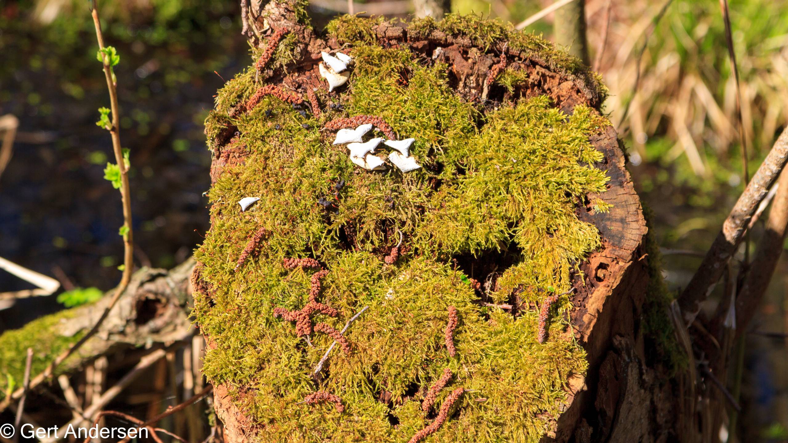 Lyngby Sø (27 of 37) compressed